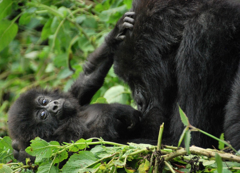 A mother mountain gorilla cradling her infant in the green vegetation of Volcanoes National Park, Rwanda.