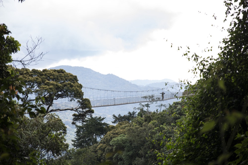 A suspended canopy walkway stretching high over the dense montane rainforest of Nyungwe National Park, Rwanda.
